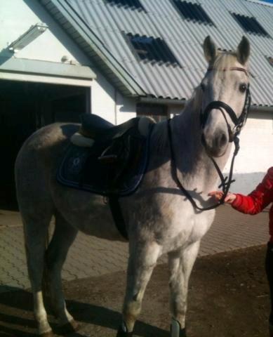 Anden særlig race Fernando billede 11