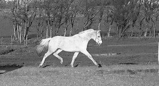 Anden særlig race Fernando billede 12
