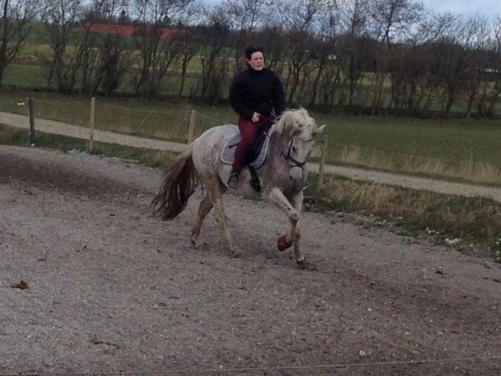 Anden særlig race Fernando billede 1