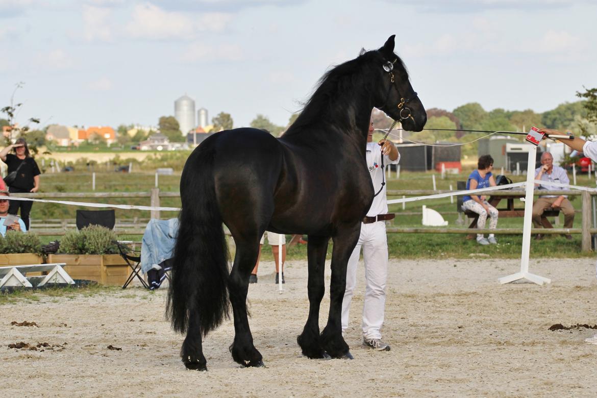 Frieser LaKriz af Grønagergaard STER - Kåring 2015 - ster og bedste vallak. billede 6
