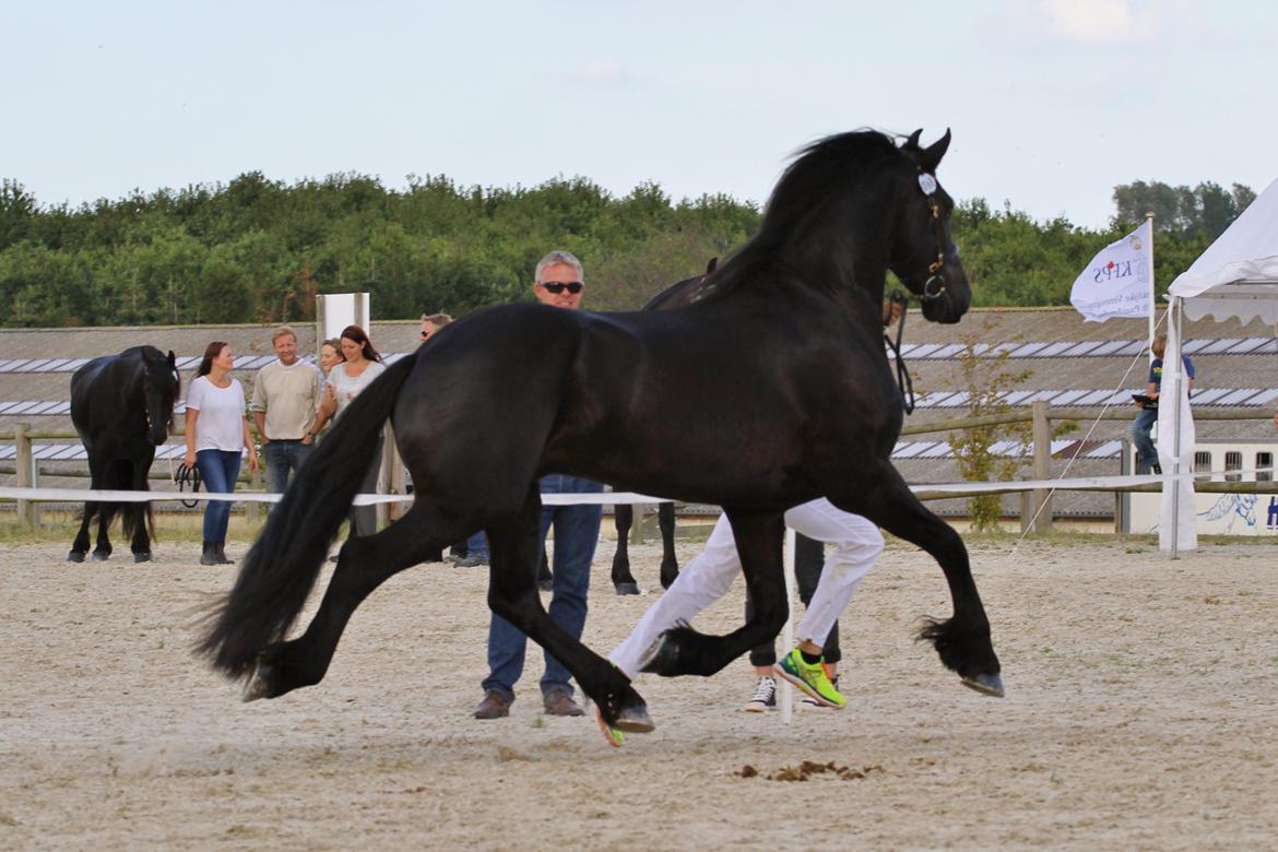 Frieser LaKriz af Grønagergaard STER - Kåring 2015 - ster og bedste vallak. billede 4
