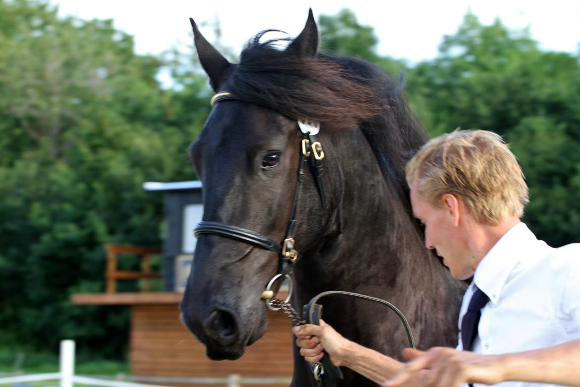 Frieser LaKriz af Grønagergaard STER - Kåring 2015 - ster og bedste vallak. billede 7