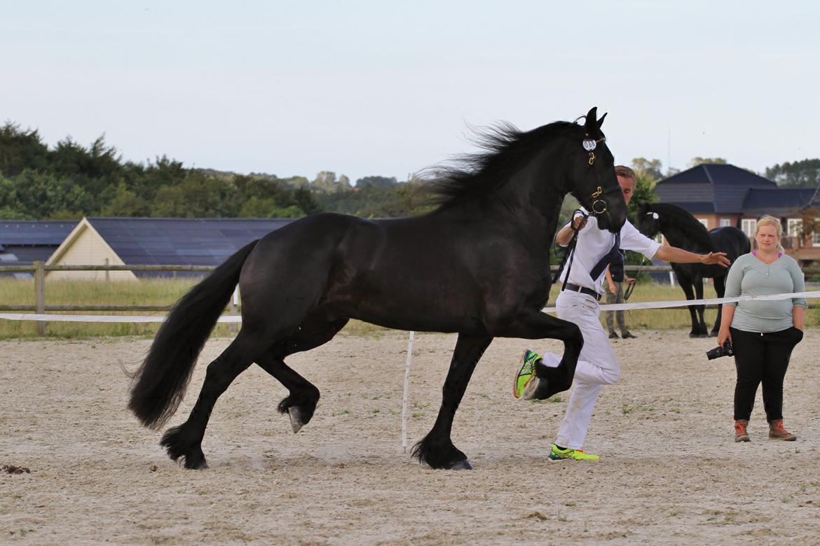 Frieser LaKriz af Grønagergaard STER - Kåring 2015 - ster og bedste vallak. billede 5
