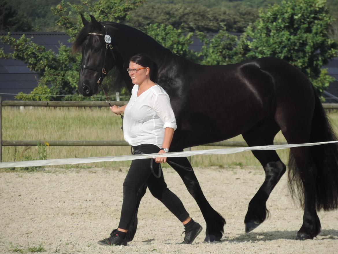 Frieser LaKriz af Grønagergaard STER - Kåring 2015 - ster og bedste vallak. billede 8