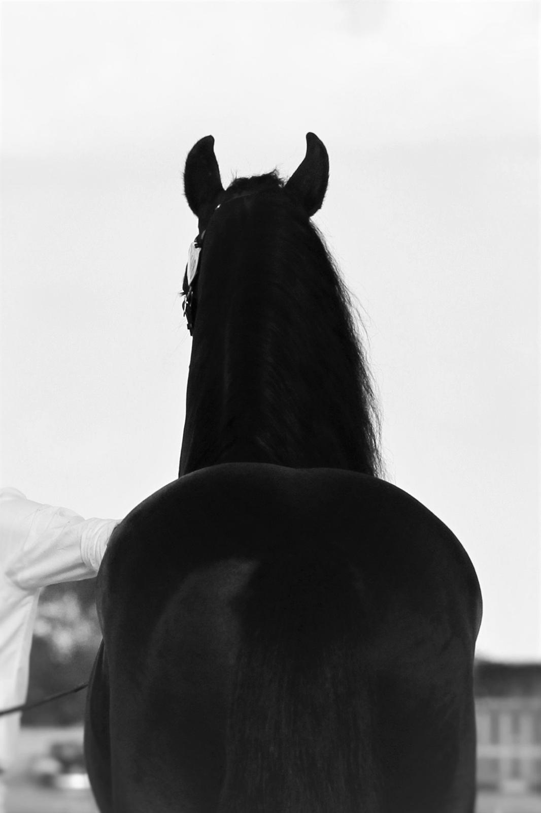 Frieser LaKriz af Grønagergaard STER - Kåring 2015 - ster og bedste vallak. billede 1