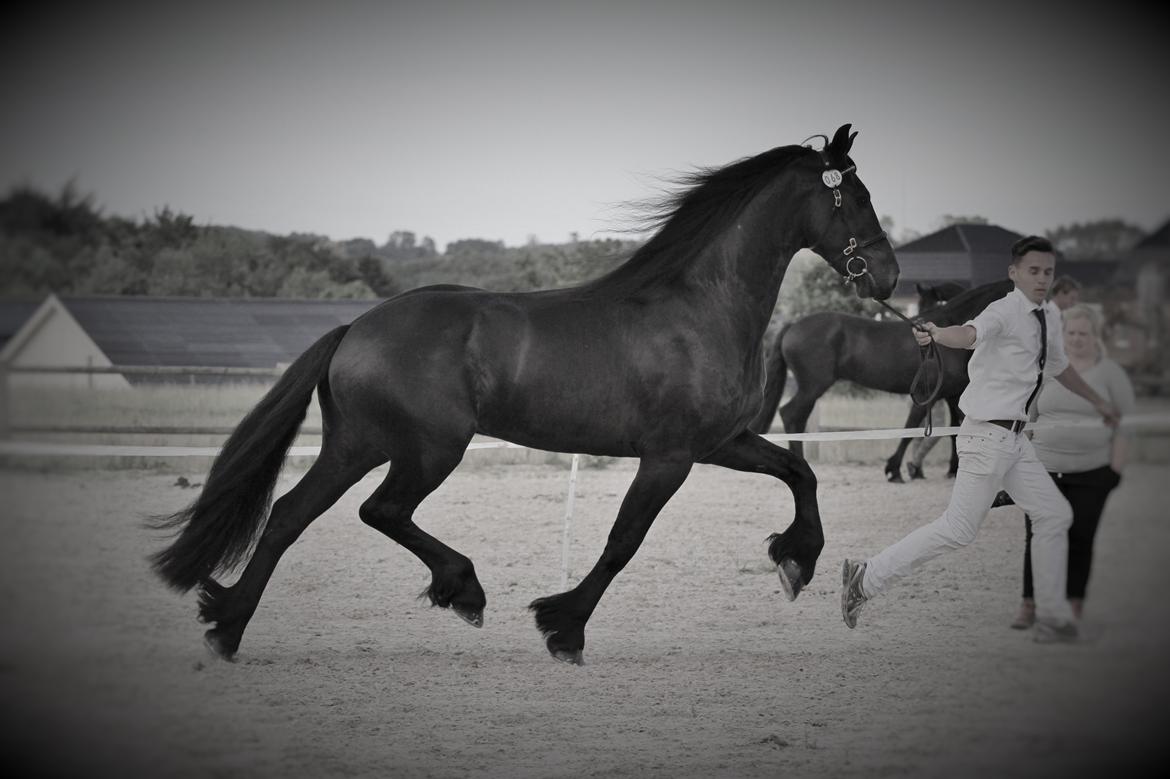Frieser LaKriz af Grønagergaard STER - Kåring 2015 - ster og bedste vallak. billede 3