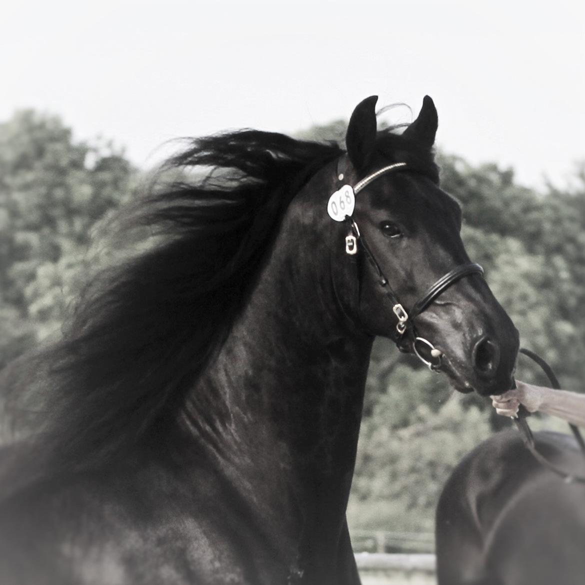 Frieser LaKriz af Grønagergaard STER - Kåring 2015 - ster og bedste vallak. billede 2