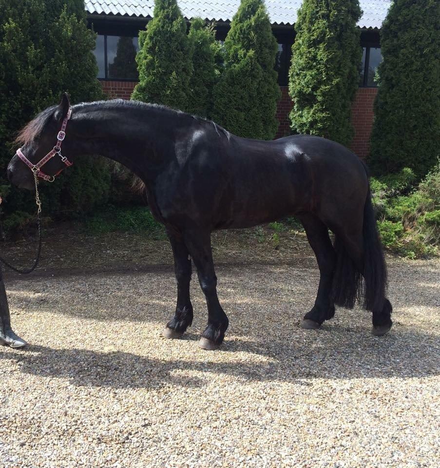 Frieser LaKriz af Grønagergaard STER - April 2015 - Lige startet i tilridning. billede 10