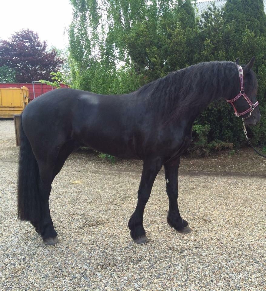 Frieser LaKriz af Grønagergaard STER - April 2015 - Lige startet i tilridning. billede 11