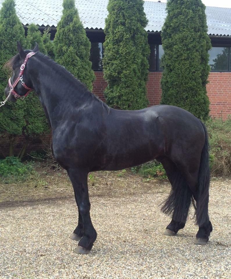 Frieser LaKriz af Grønagergaard STER - April 2015 - Lige startet i tilridning. billede 12