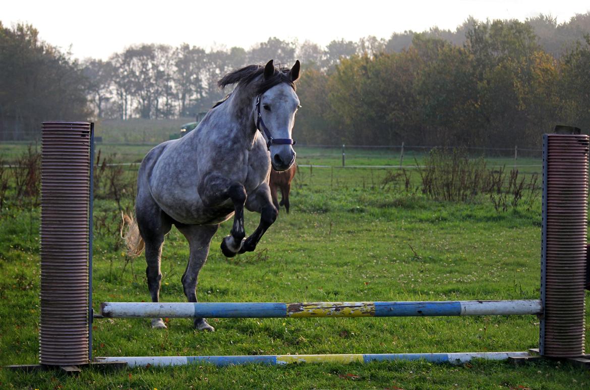 Dansk Varmblod Lambrié Vejen (Avlshoppe) - NYT: Osten over et lille hop :) billede 23