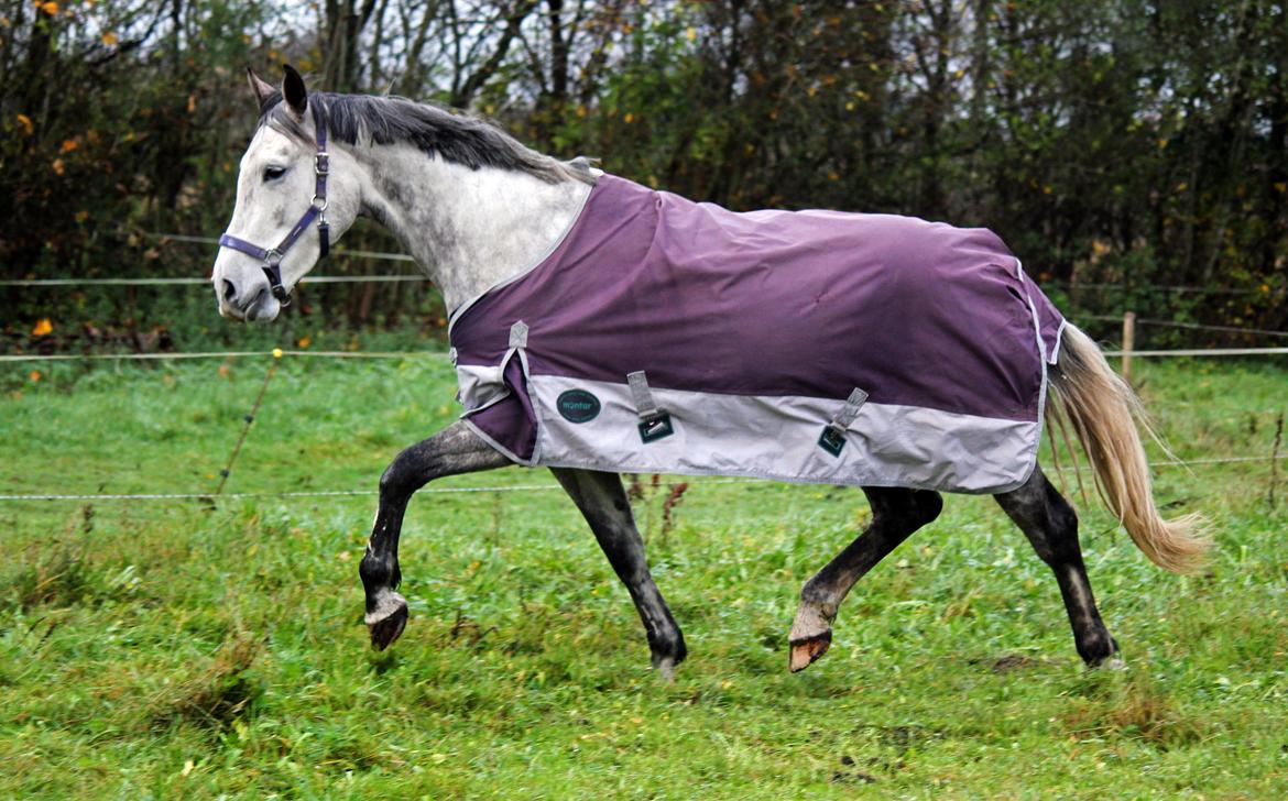 Dansk Varmblod Lambrié Vejen (Avlshoppe) - NYT: Min lækre pige på marken :) billede 22