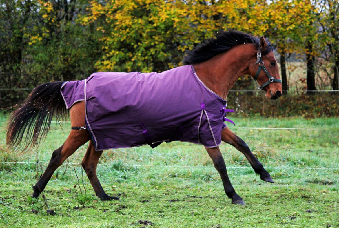 Dansk Varmblod Angel of music (SOLGT) *For evigt elsket <3* - NYT: Angel i fuld fart :) billede 8