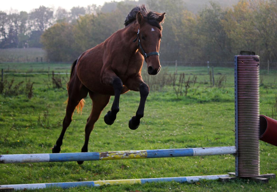 Dansk Varmblod Angel of music (SOLGT) *For evigt elsket <3* - NYT: Min lille pru-hest kan hoppe :D billede 9