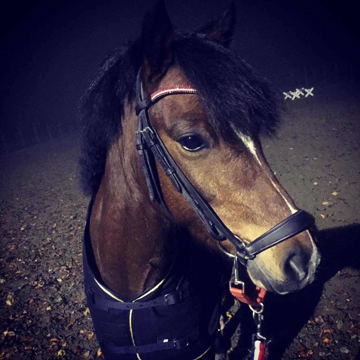 Welsh Pony (sec B) Barnhoeve´s Bernie billede 1