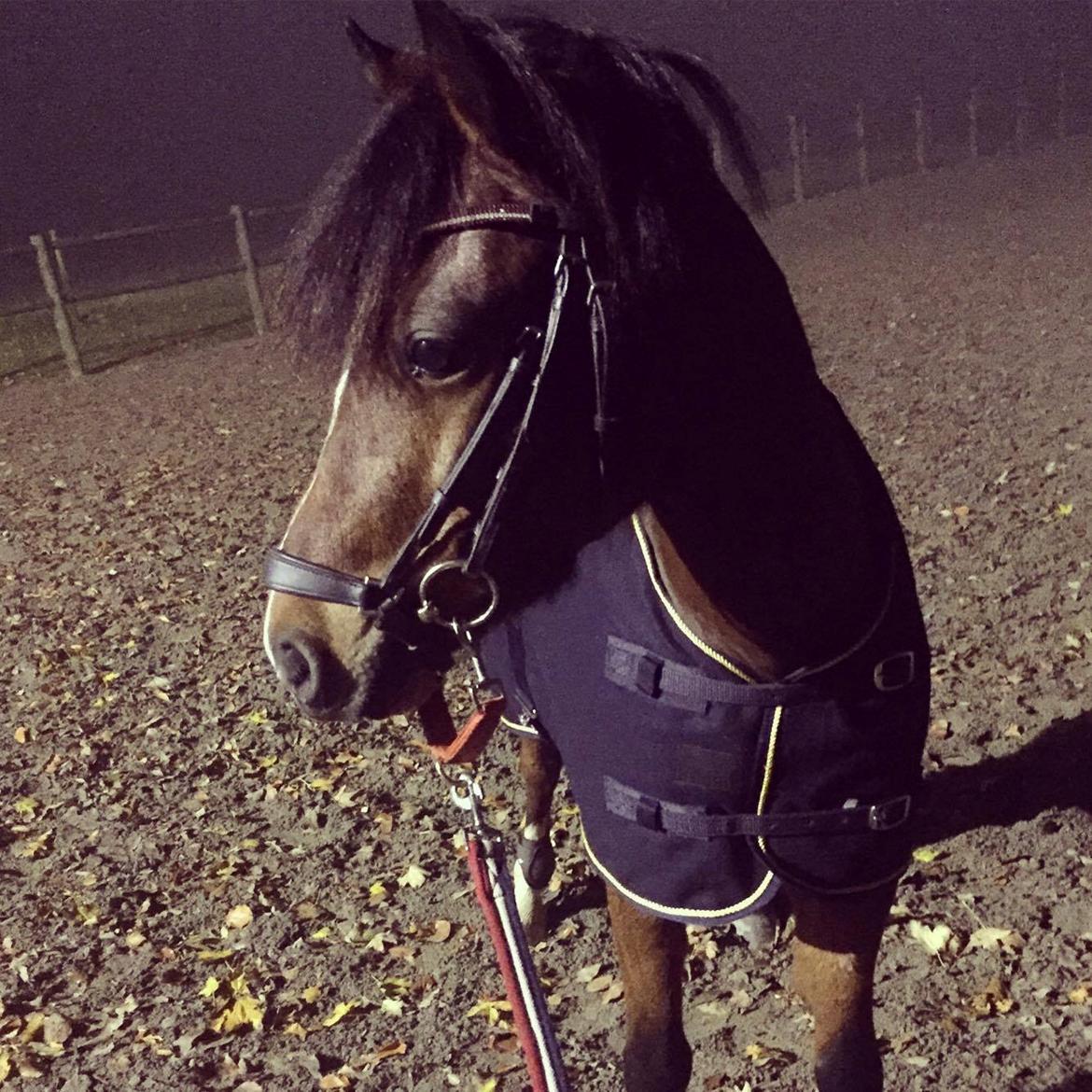 Welsh Pony (sec B) Barnhoeve´s Bernie billede 7