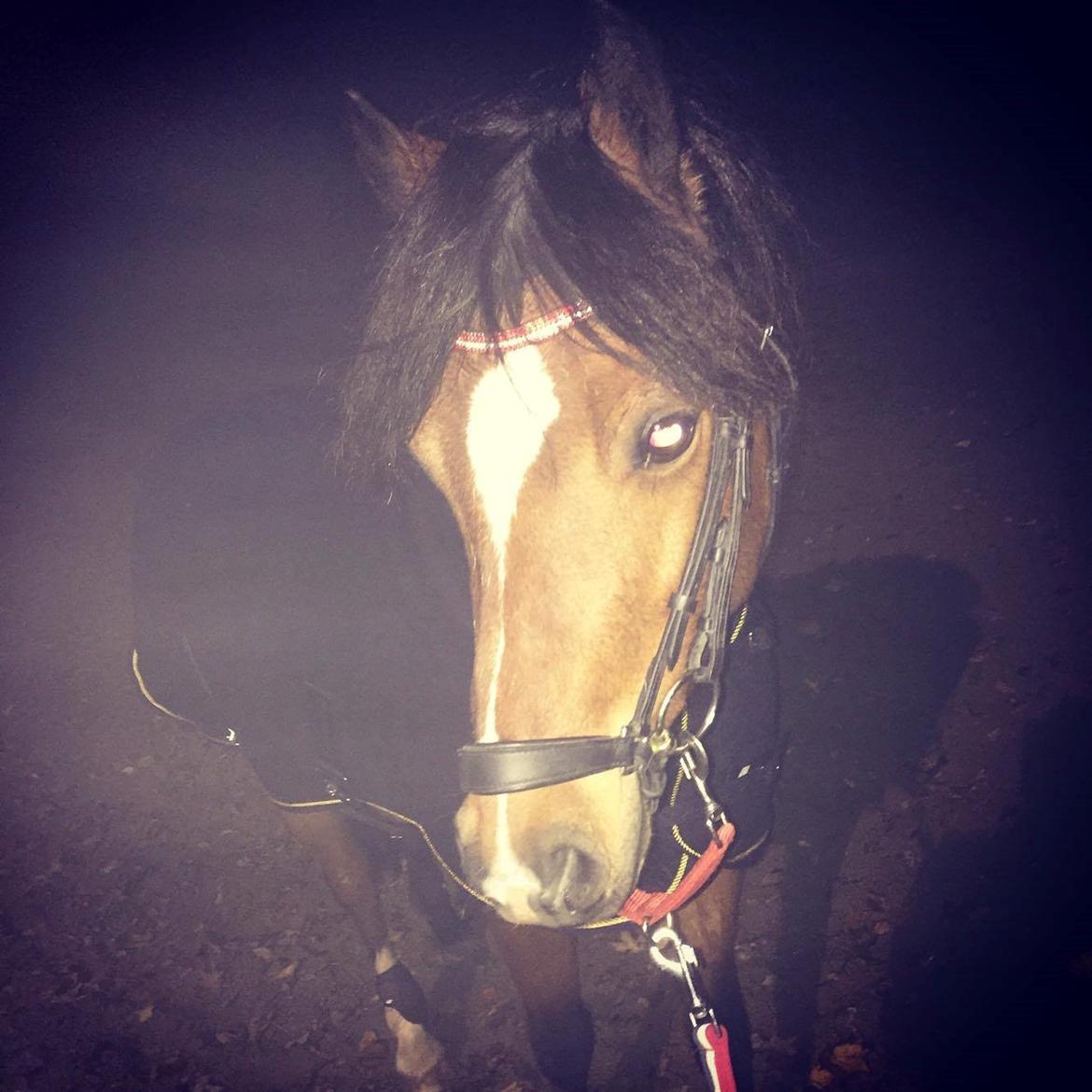 Welsh Pony (sec B) Barnhoeve´s Bernie billede 8