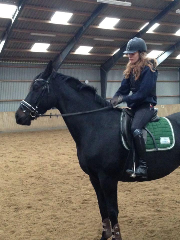 Dansk Varmblod Birkholm's oline billede 2