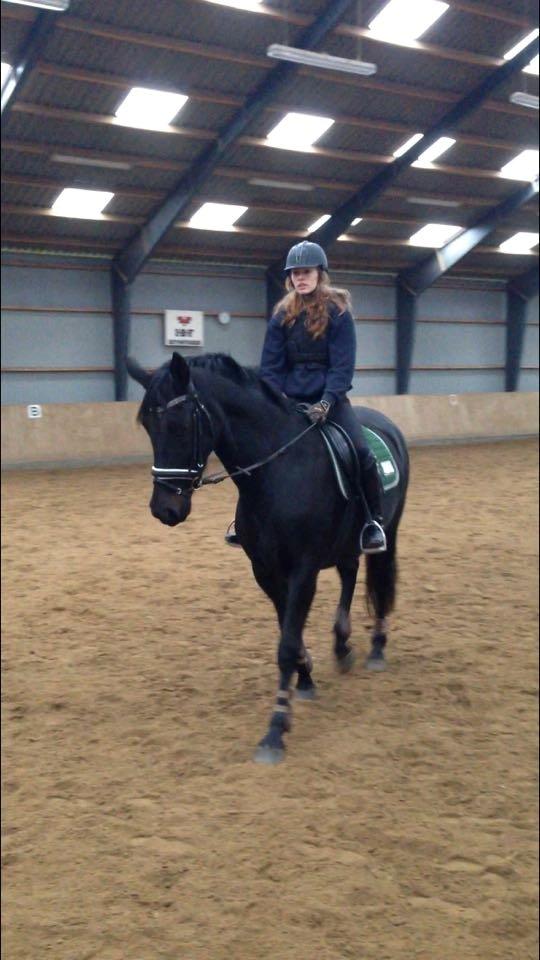 Dansk Varmblod Birkholm's oline billede 4