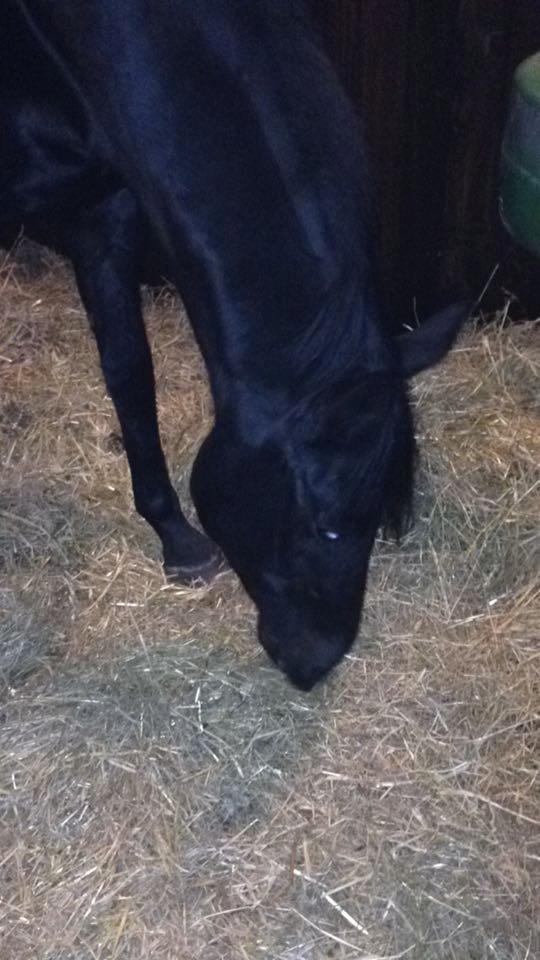 Dansk Varmblod Birkholm's oline billede 5