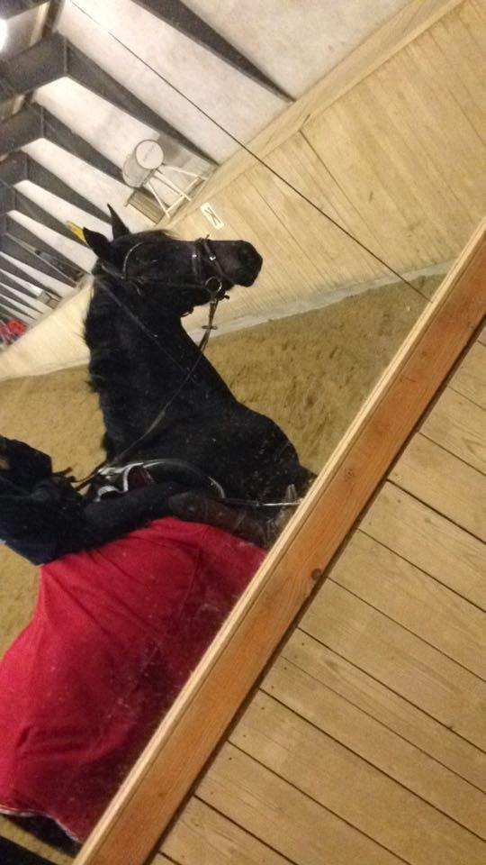 Dansk Varmblod Birkholm's oline billede 1