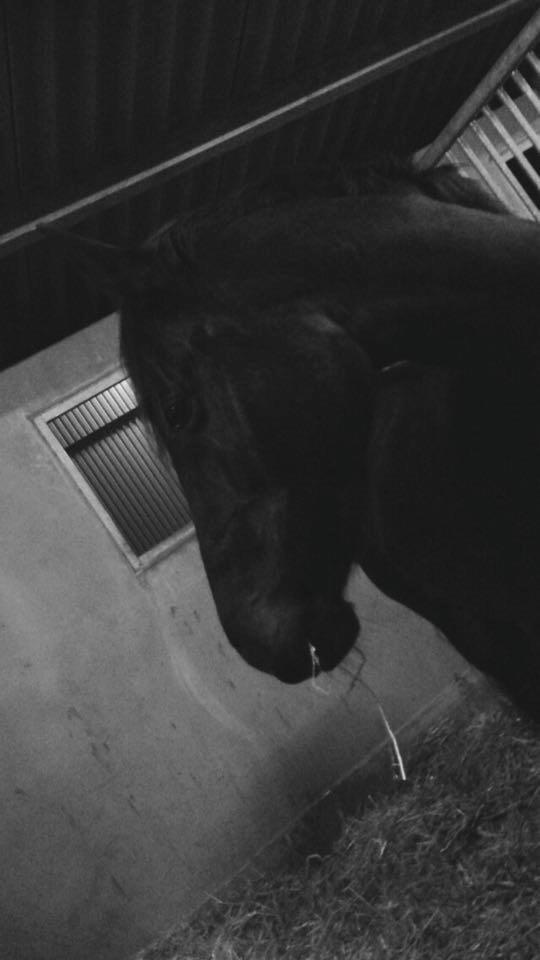 Dansk Varmblod Birkholm's oline billede 3