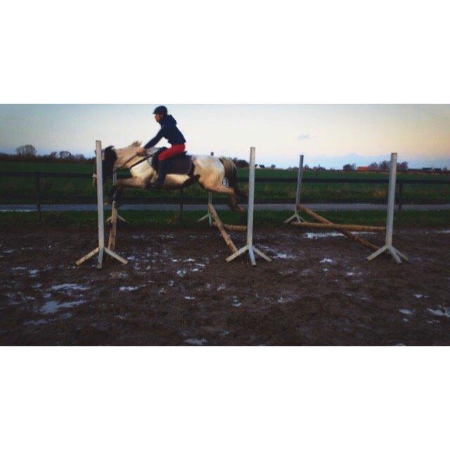 Pinto Rosenlyst's Queen Of Hearts billede 7