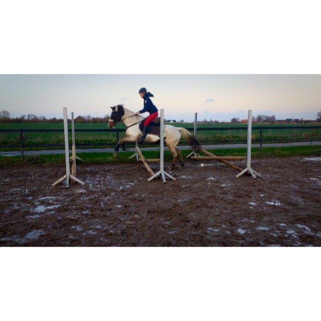 Pinto Rosenlyst's Queen Of Hearts billede 8