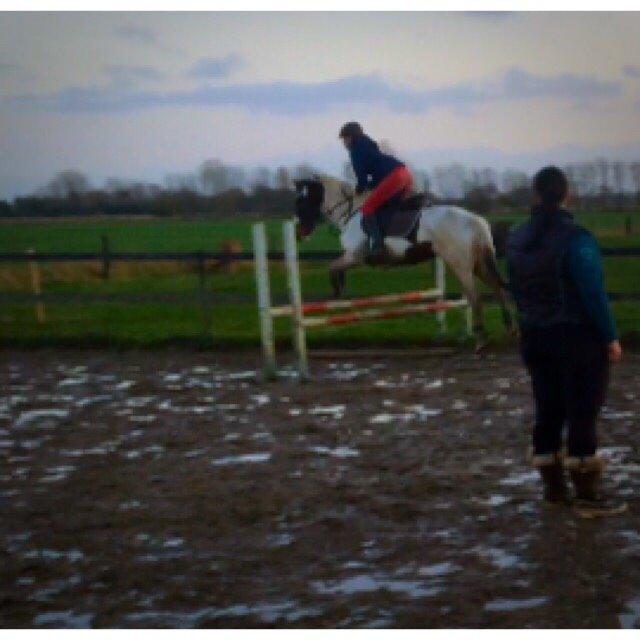 Pinto Rosenlyst's Queen Of Hearts billede 11