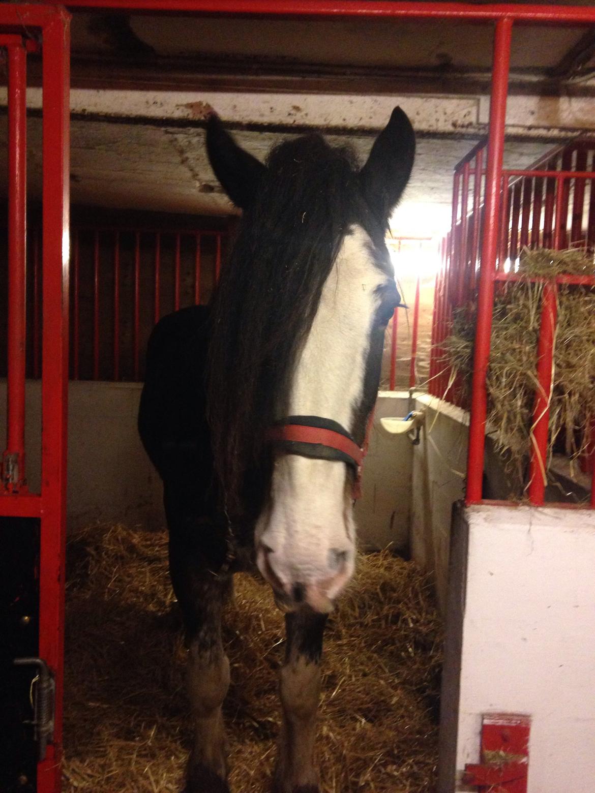 Clydesdale Lady Rose billede 6