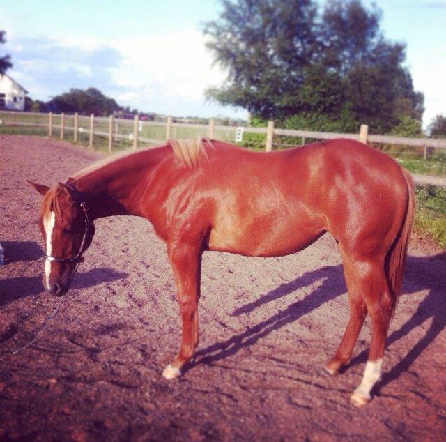 Quarter Slowmovin Hot Fudge billede 21