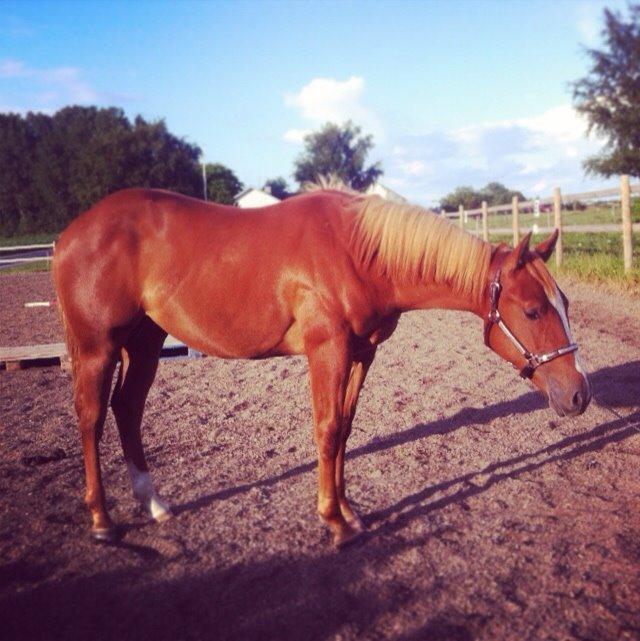 Quarter Slowmovin Hot Fudge billede 23