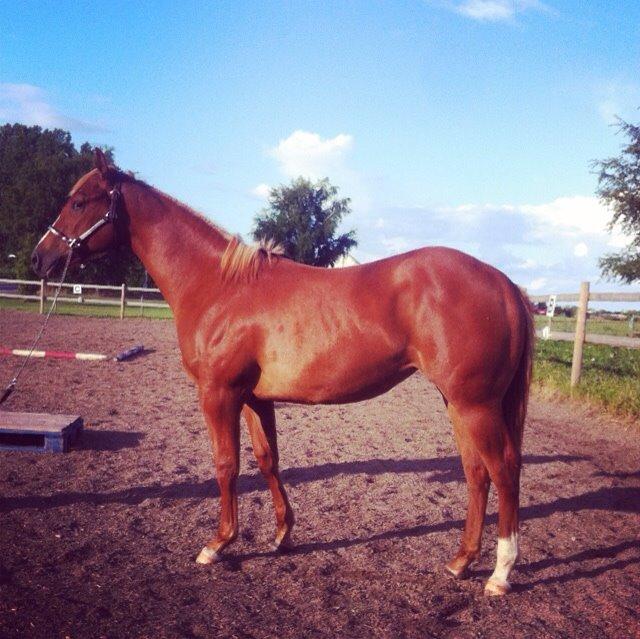 Quarter Slowmovin Hot Fudge billede 24