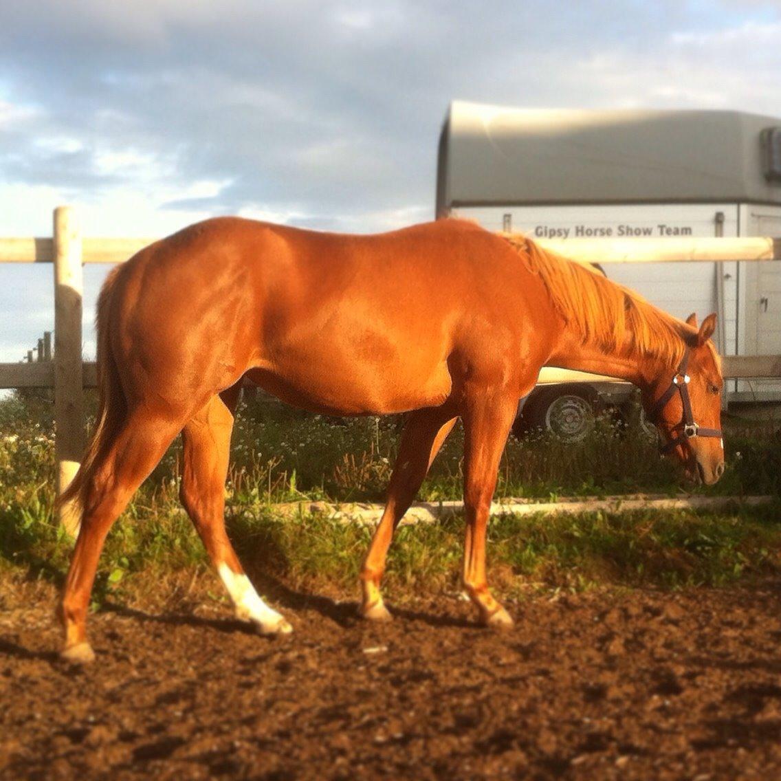 Quarter Slowmovin Hot Fudge billede 25