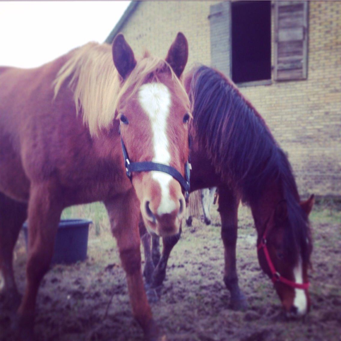 Quarter Slowmovin Hot Fudge billede 26