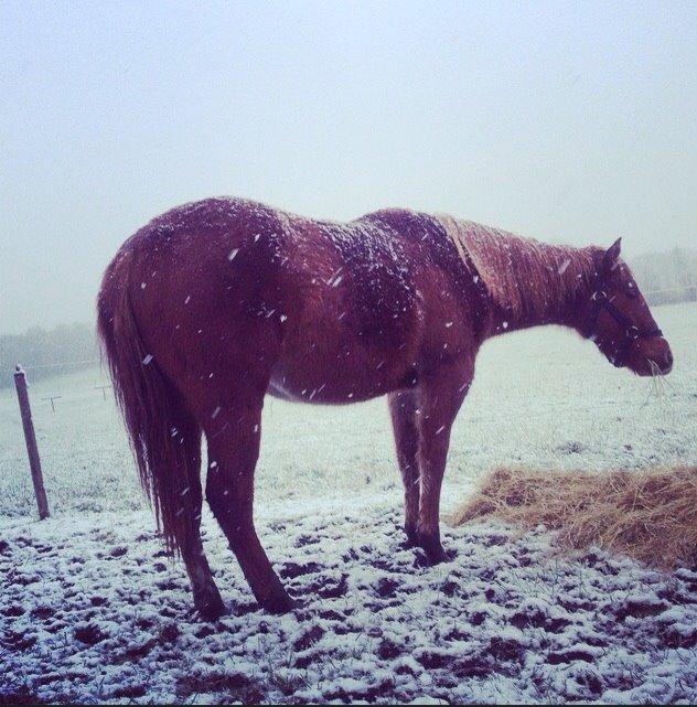 Quarter Slowmovin Hot Fudge billede 27