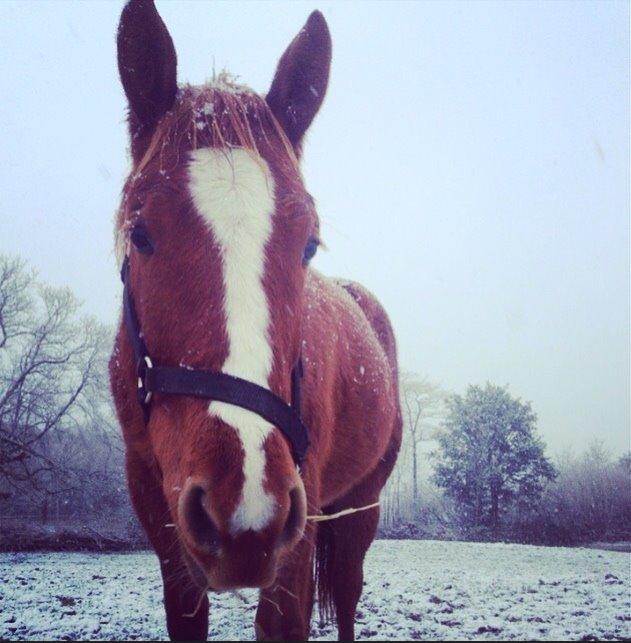 Quarter Slowmovin Hot Fudge billede 28