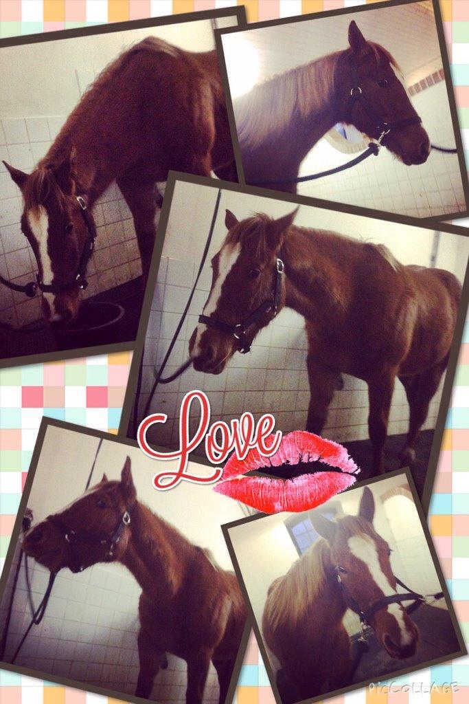 Quarter Slowmovin Hot Fudge billede 29