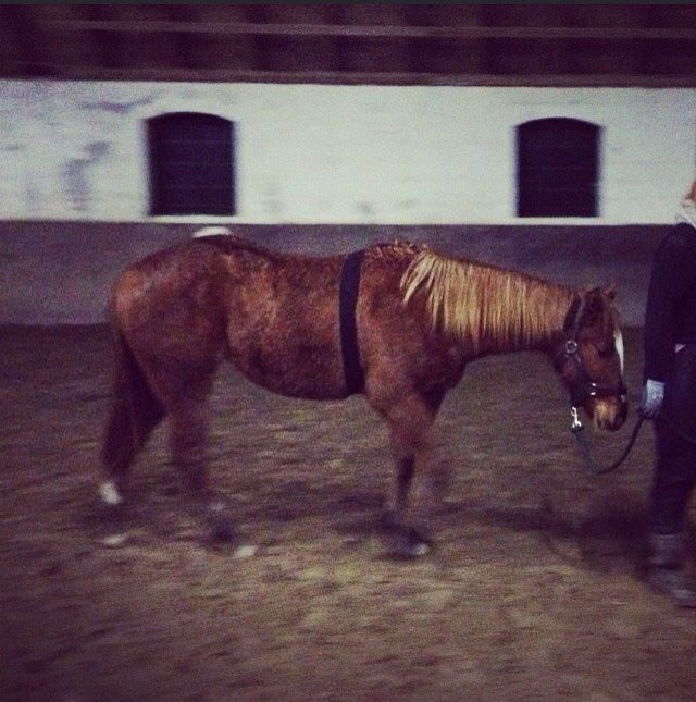 Quarter Slowmovin Hot Fudge billede 31