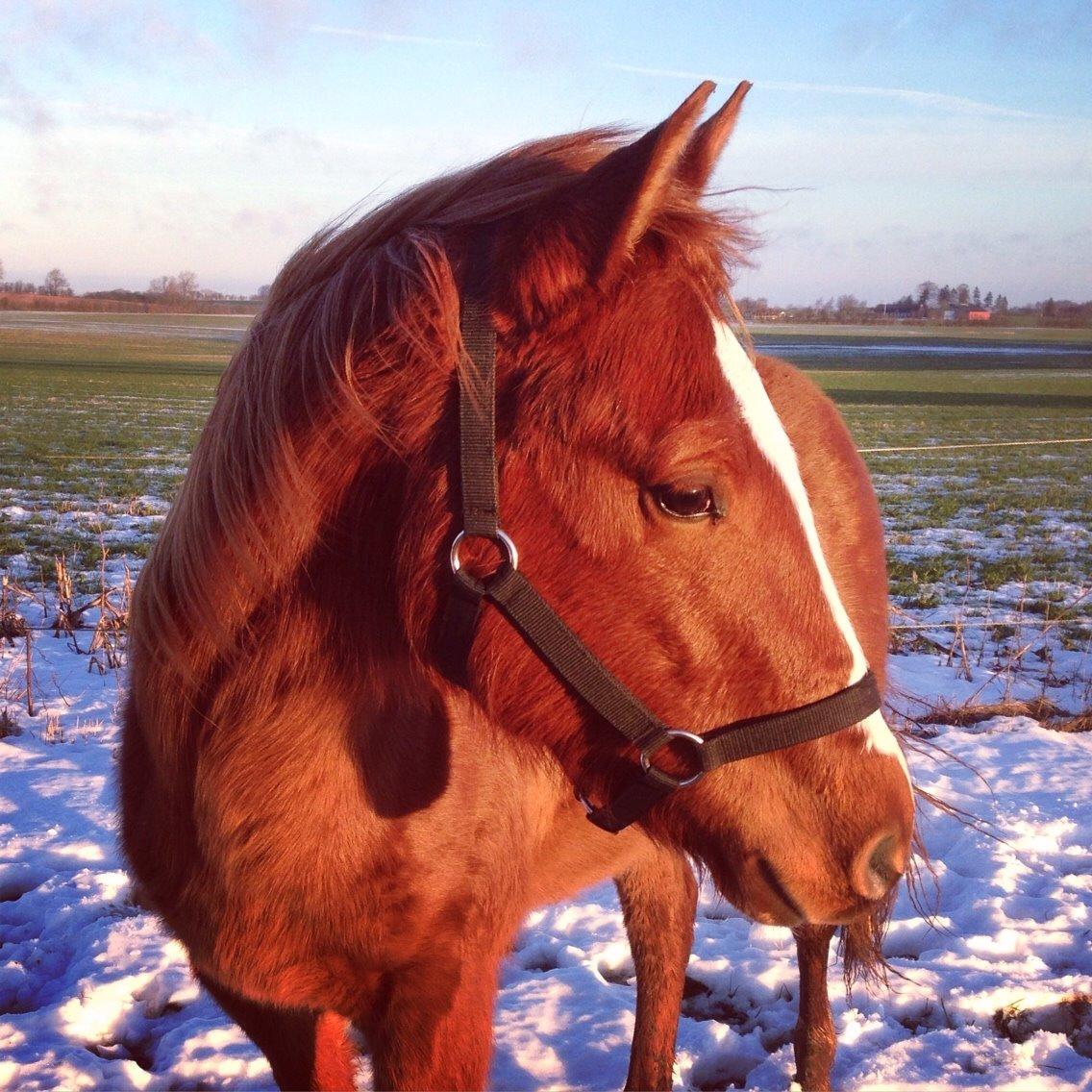 Quarter Slowmovin Hot Fudge billede 30