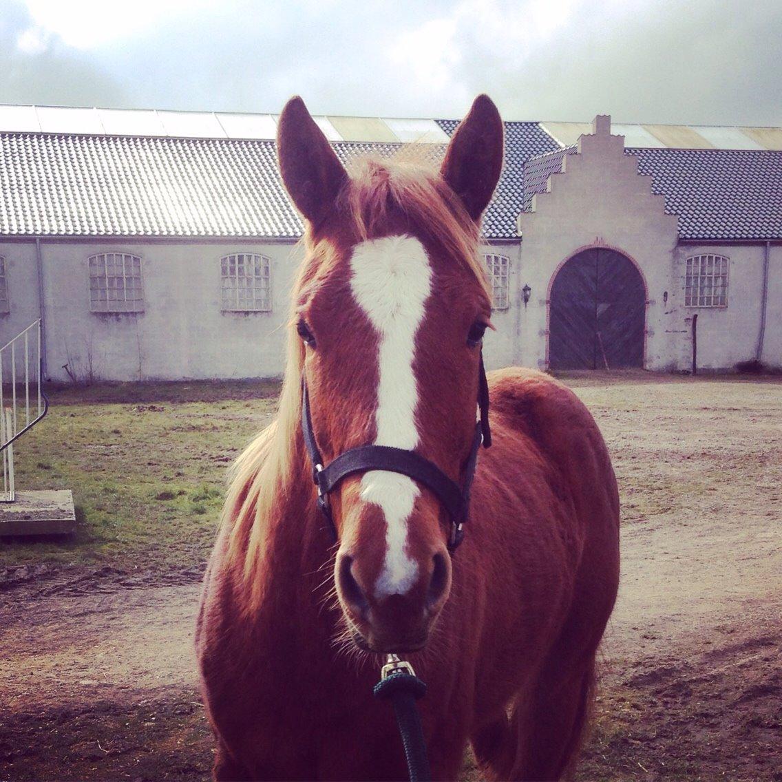 Quarter Slowmovin Hot Fudge billede 32