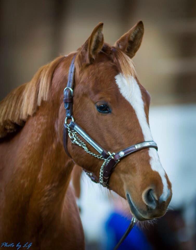 Quarter Slowmovin Hot Fudge billede 33