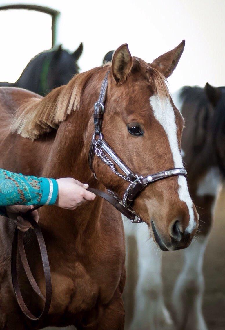 Quarter Slowmovin Hot Fudge billede 34
