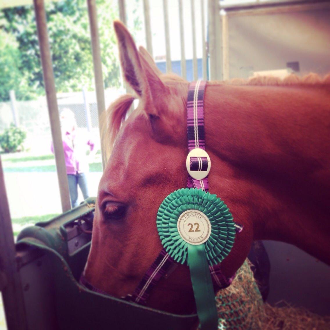 Quarter Slowmovin Hot Fudge billede 40