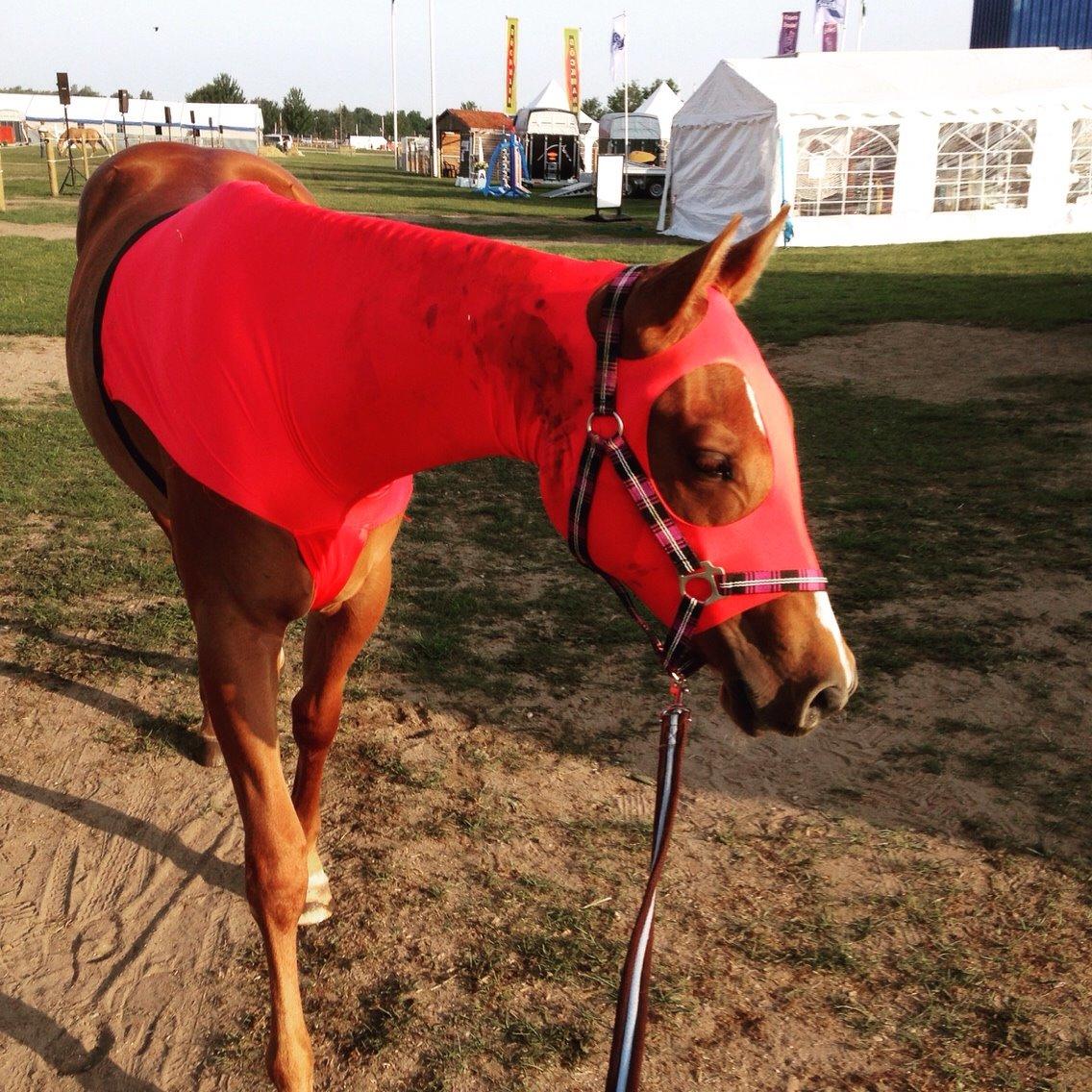 Quarter Slowmovin Hot Fudge billede 42