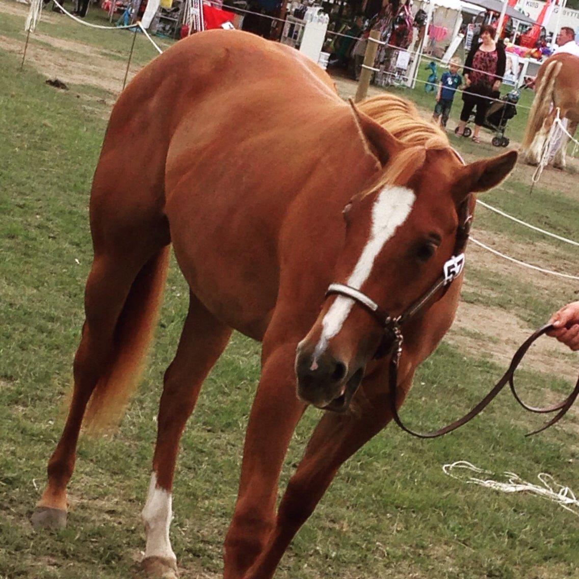 Quarter Slowmovin Hot Fudge billede 43