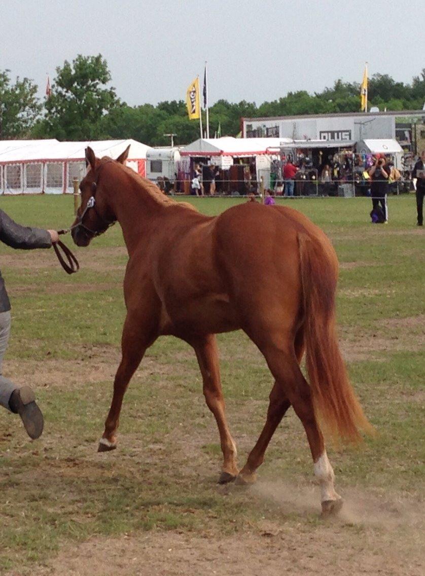 Quarter Slowmovin Hot Fudge billede 44