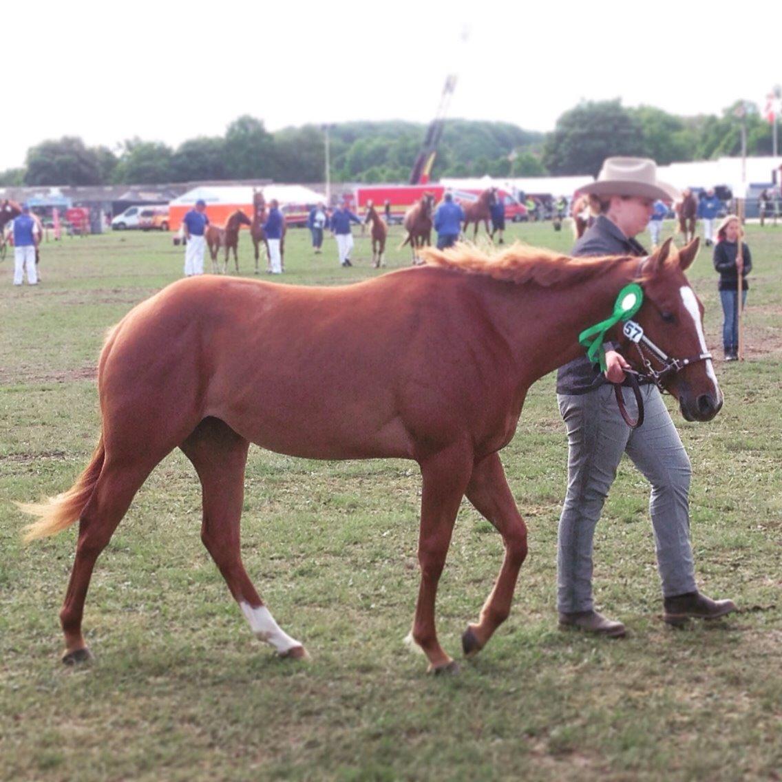 Quarter Slowmovin Hot Fudge billede 45