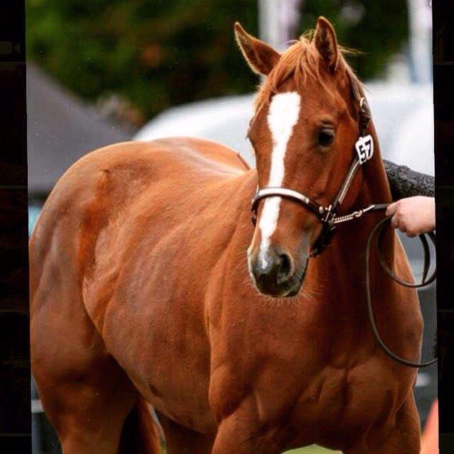 Quarter Slowmovin Hot Fudge billede 47