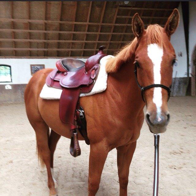 Quarter Slowmovin Hot Fudge billede 48